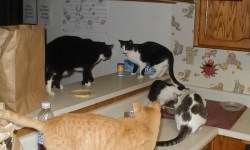 Kitchen counter cats