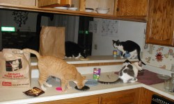 Kitchen counter cats