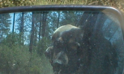 Cali and Mojo in rear view mirror
