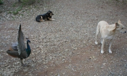 Peahen confronting Cali with Mojo nearby