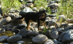 Mojo on the rocks at the Yuba river