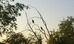 Hawks on a dead tree