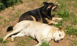 Cali and Mojo outside in the sun