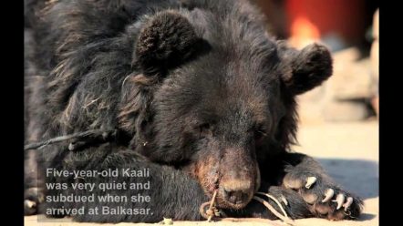 From Baiting to Bliss: a Tale of 3 Bears