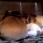 Lake LA porch puppy rescue