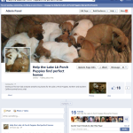 Help the Lake LA Porch Puppies find perfect homes - Google Chrome_2013-11-29_16-24-58