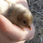 stranded chick being rescued
